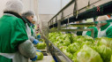 Lettuce processing for men and women up to 60 years old near Warsaw!