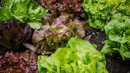 Lettuce processing for men and women up to 60 years old near Warsaw!