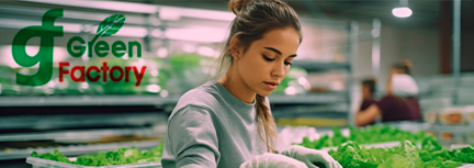 Work at the production of mix salads near Warsaw or Poznań