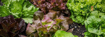 Lettuce processing for men and women up to 60 years old near Warsaw!