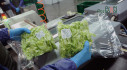 Lettuce processing for men and women up to 60 years old near Warsaw!