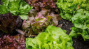 Lettuce processing for men and women up to 60 years old near Warsaw!